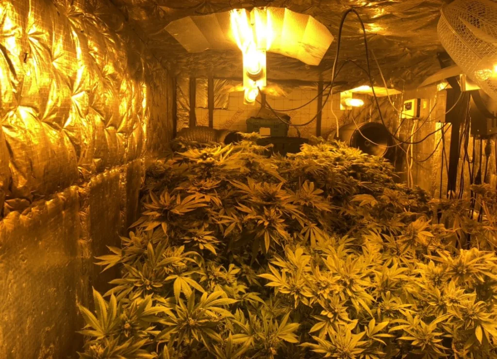 Police discovered a vehicle with a large amount of suspected stolen copper cable at Witchford plus a building full of cannabis plants. 