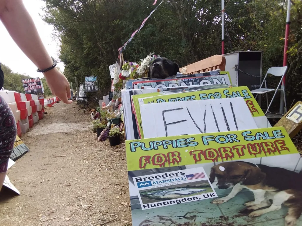 A Camp Beagle protestor has been threatened with a community protection order by Cambridgeshire police for “persistently throwing flowers at vans as they leave MBR Acres”.