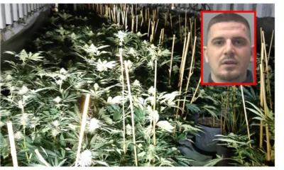 Ardit Pali was caught after DNA and fingerprint evidence  were used to identify him in major cannabis growing operation