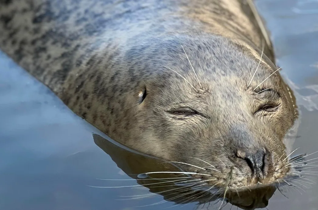 Delighted Boat Haven owners: “At last, I believe we have had a visit from Neil the seal!” PHOTO: The Boat Haven (copyright)