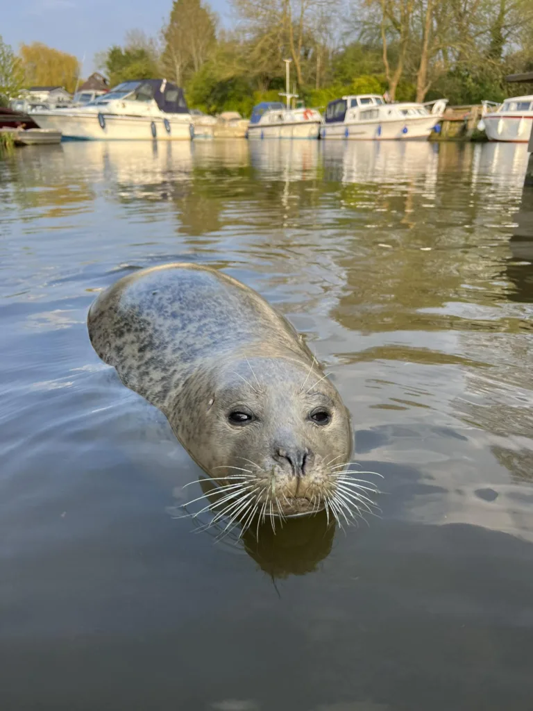 Delighted Boat Haven owners: “At last, I believe we have had a visit from Neil the seal!” PHOTO: The Boat Haven (copyright)