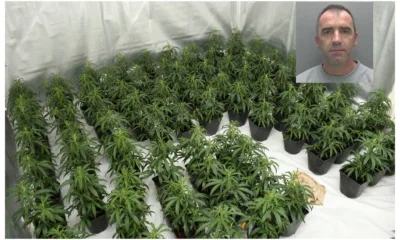 Jail for Peterborough man caught growing £150,000 worth of cannabis plants