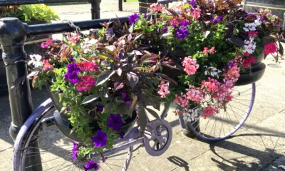 The joy of summer in Wisbech: Caught on camera this week by Wisbech Tweet and showing the array of colourful displays that can be viewed and enjoyed.