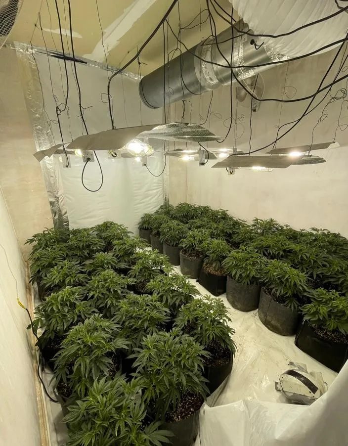 Video footage/images released by Cambridgeshire police give an indication of the scale of the operation to tackle illegal cannabis grows across the county: 19 raids in one month. 