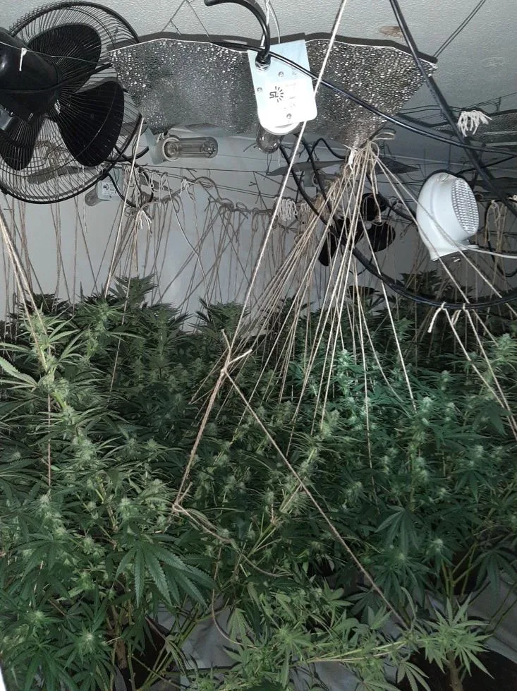 261 cannabis plants and half a kilo of cannabis worth up to about £220,000 were found throughout the house, along with Zefi hiding in the loft.