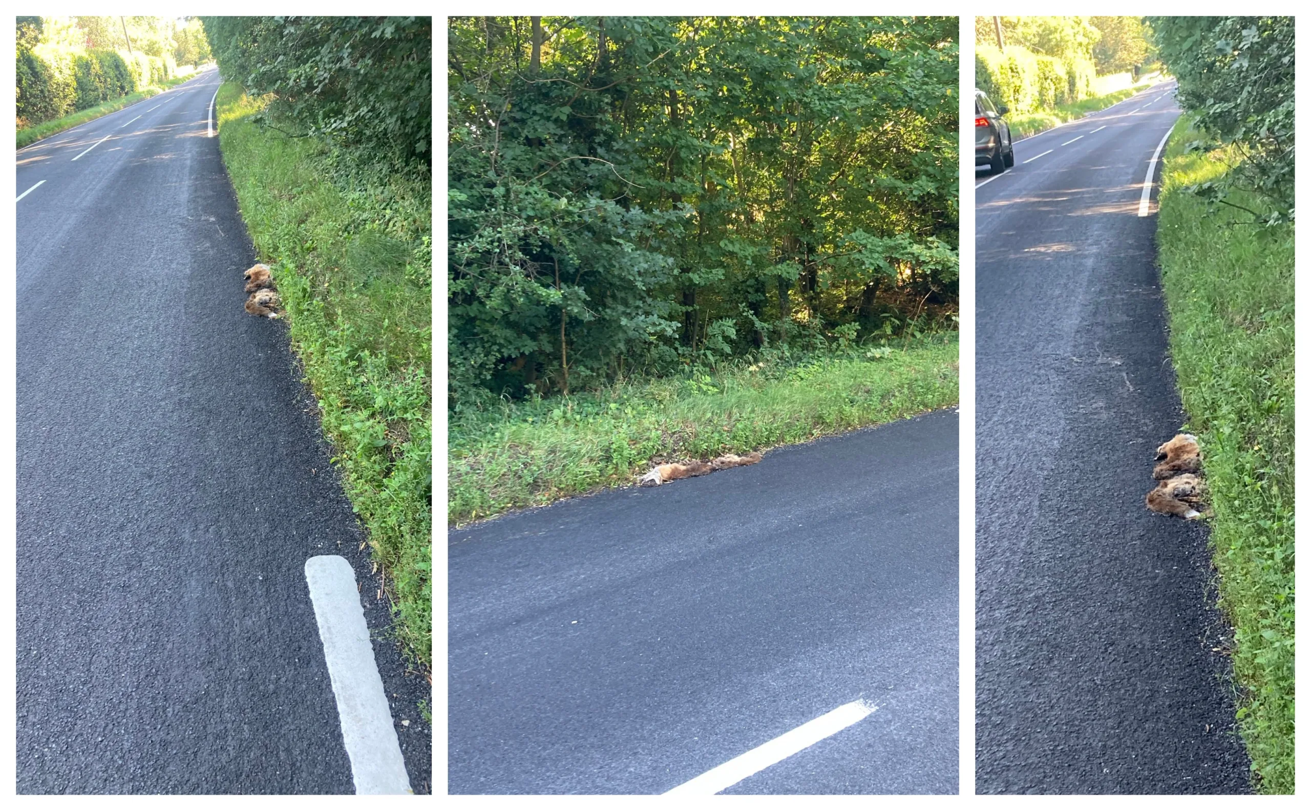 The B1043 where workmen were ‘outfoxed’ as they attempted to paint white lines. PHOTO: CambsNews reader