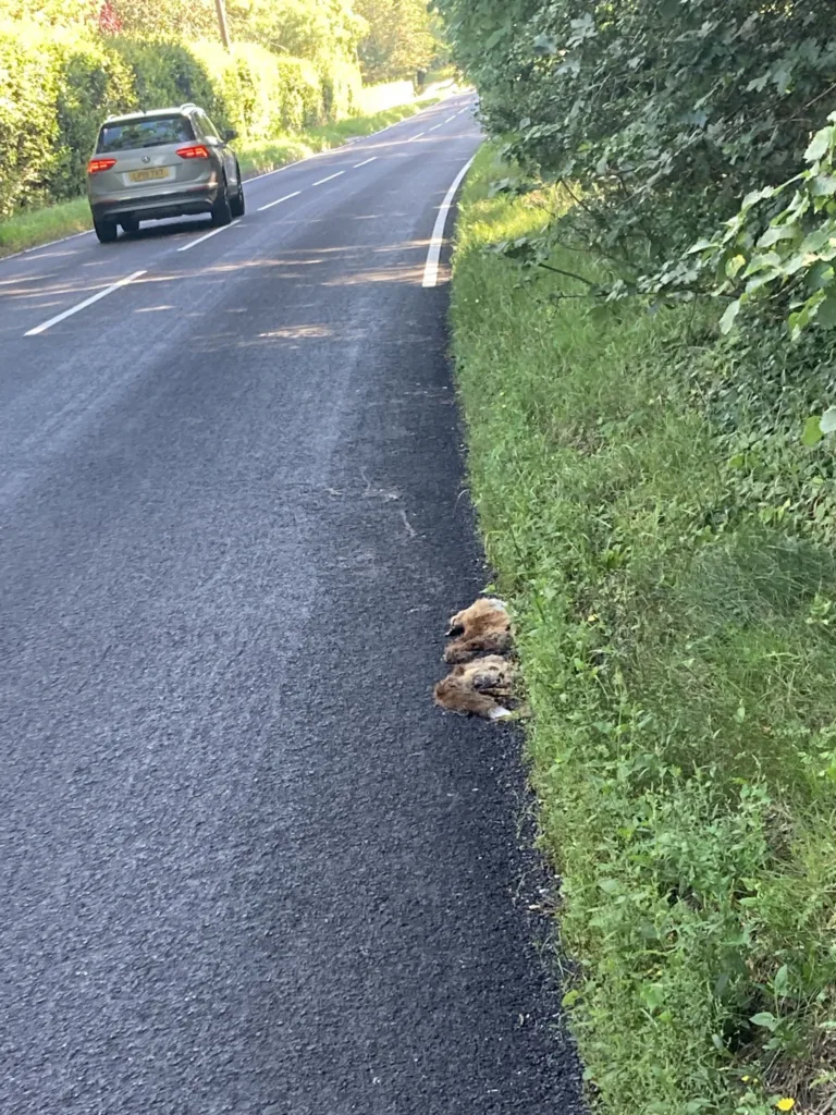 The B1043 where workmen were ‘outfoxed’ as they attempted to paint white lines. PHOTO: CambsNews reader