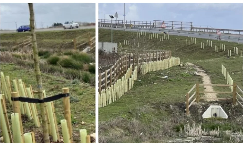 Site Photographs illustrating the existing landscape buffer with the enhanced drainage associated with Ralph Butcher Causeway