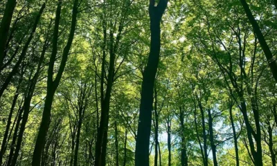 the victim was walking in Beechwood Nature Reserve, Great Shelford, at about 10am on Friday (22 September).