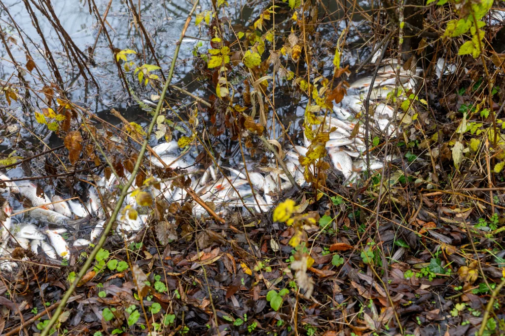 Environmental catastrophe: Pollution has killed thousands of fish in Peterborough streams PHOTO: Terry Harris