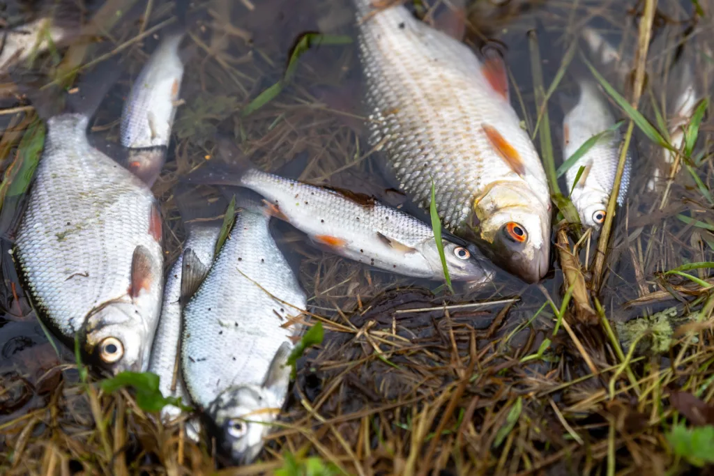 Environmental catastrophe: Pollution has killed thousands of fish in Peterborough streams PHOTO: Terry Harris