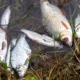 Environmental catastrophe: Pollution has killed thousands of fish in Peterborough streams PHOTO: Terry Harris