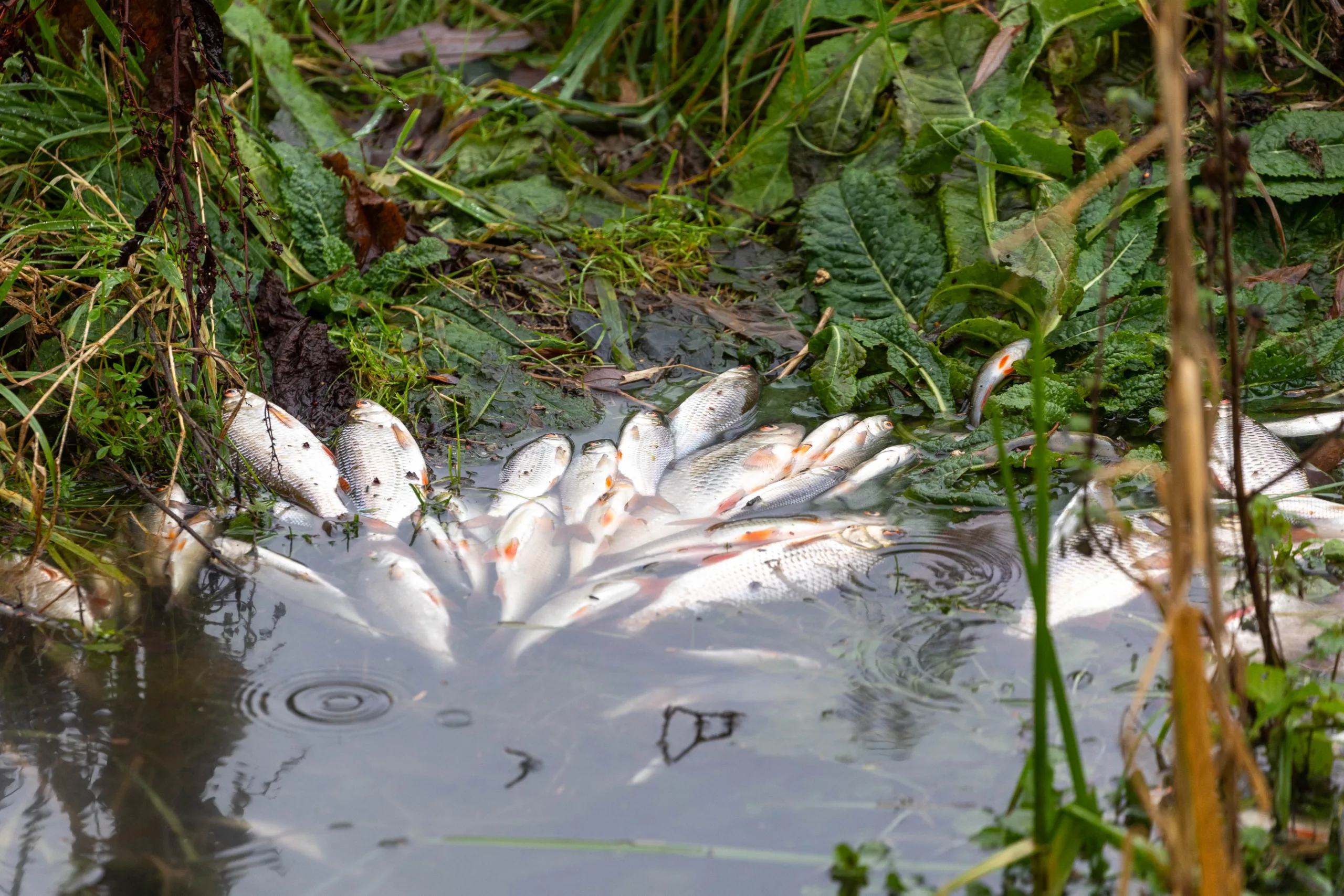 Environmental catastrophe: Pollution has killed thousands of fish in Peterborough streams PHOTO: Terry Harris