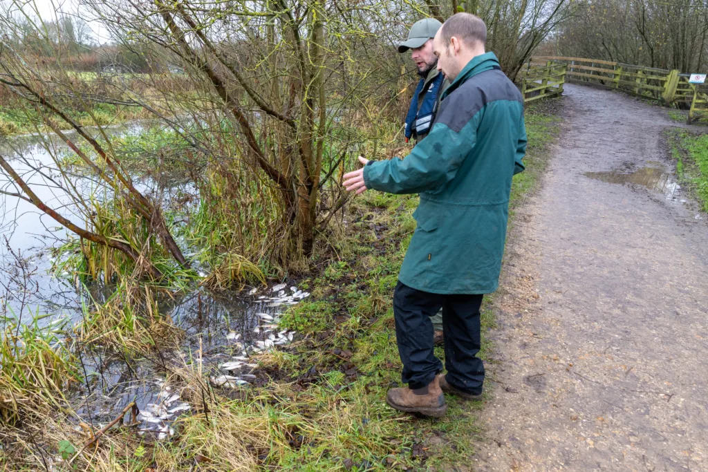 Environmental catastrophe: Pollution has killed thousands of fish in Peterborough streams PHOTO: Terry Harris