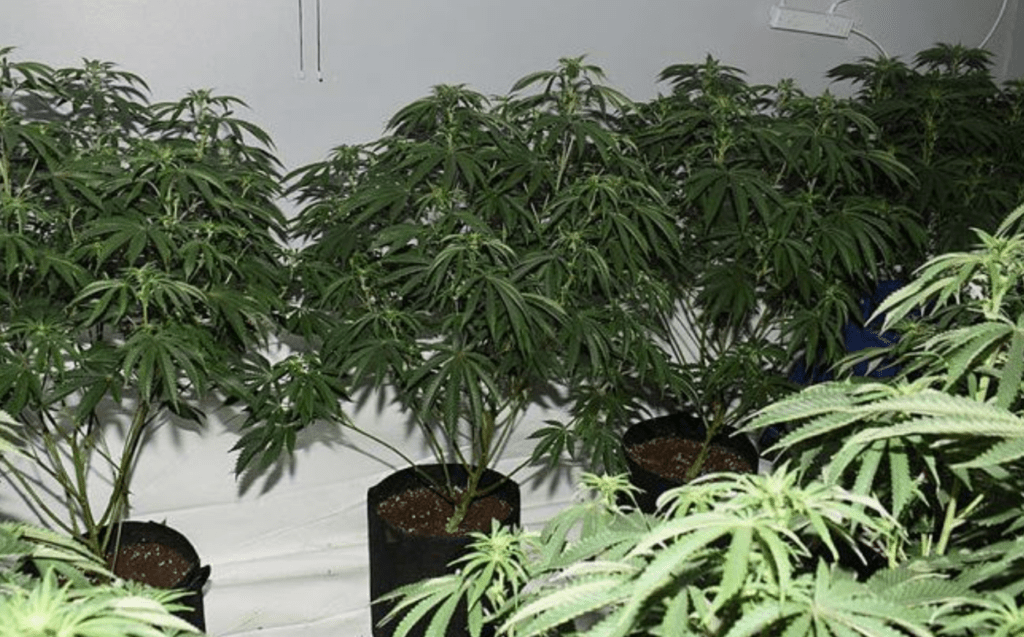 On 14 November, the Neighbourhood Support Team (NST) executed a warrant at the house after it was suspected it was being used to grow cannabis.