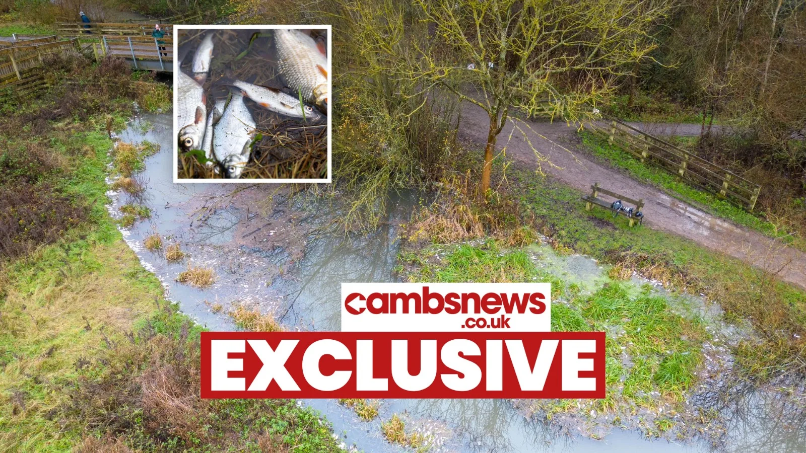 Environmental catastrophe: Pollution has killed thousands of fish in Peterborough streams PHOTO: Terry Harris