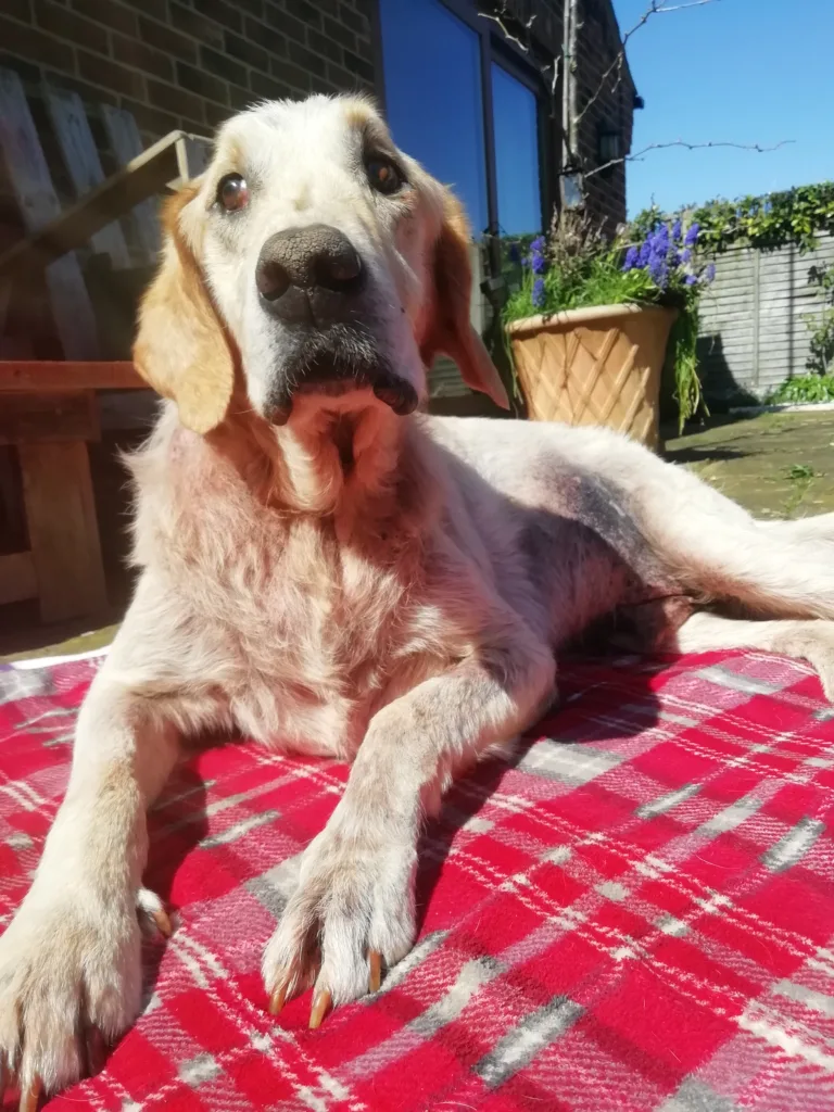 CAPTIONS: George astounds his owner and vets with his bravery beating cancer and battling other ailments.