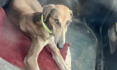 One of the lurchers rescued by police; it will be rehomed