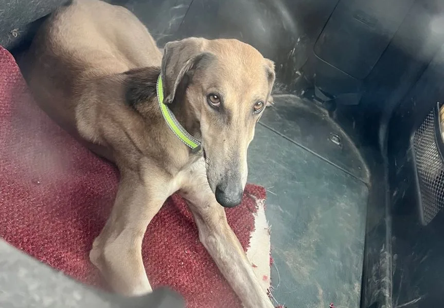 One of the lurchers rescued by police; it will be rehomed