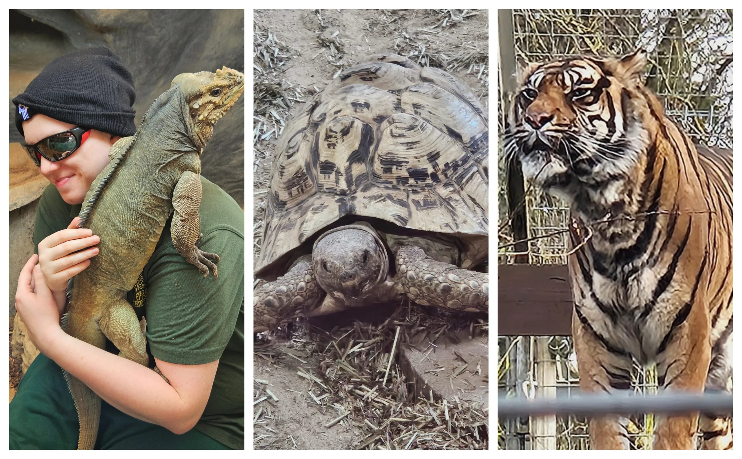 Shepreth Wildlife Park is one of the region’s top tourist attractions. It has a huge of variety of animals and is a great place to visit. PHOTO: Nicky Still