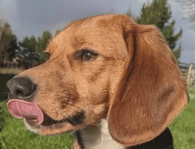 Animal Rising – formerly Animal Rebellion – has taken up protests begun by Camp Beagle over animal testing at MBR Acres, Wyton near Huntingdon. Here is Max, one of the freed beagles. PHOTO: Animal Rising