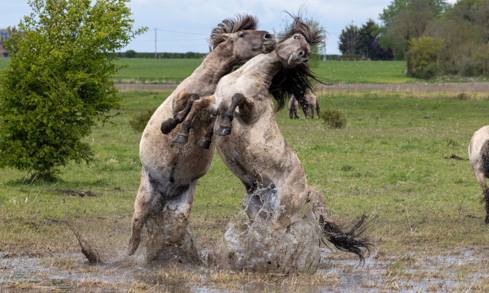 Konik ponies at Wicken Fen. PHOTO: Bav Media