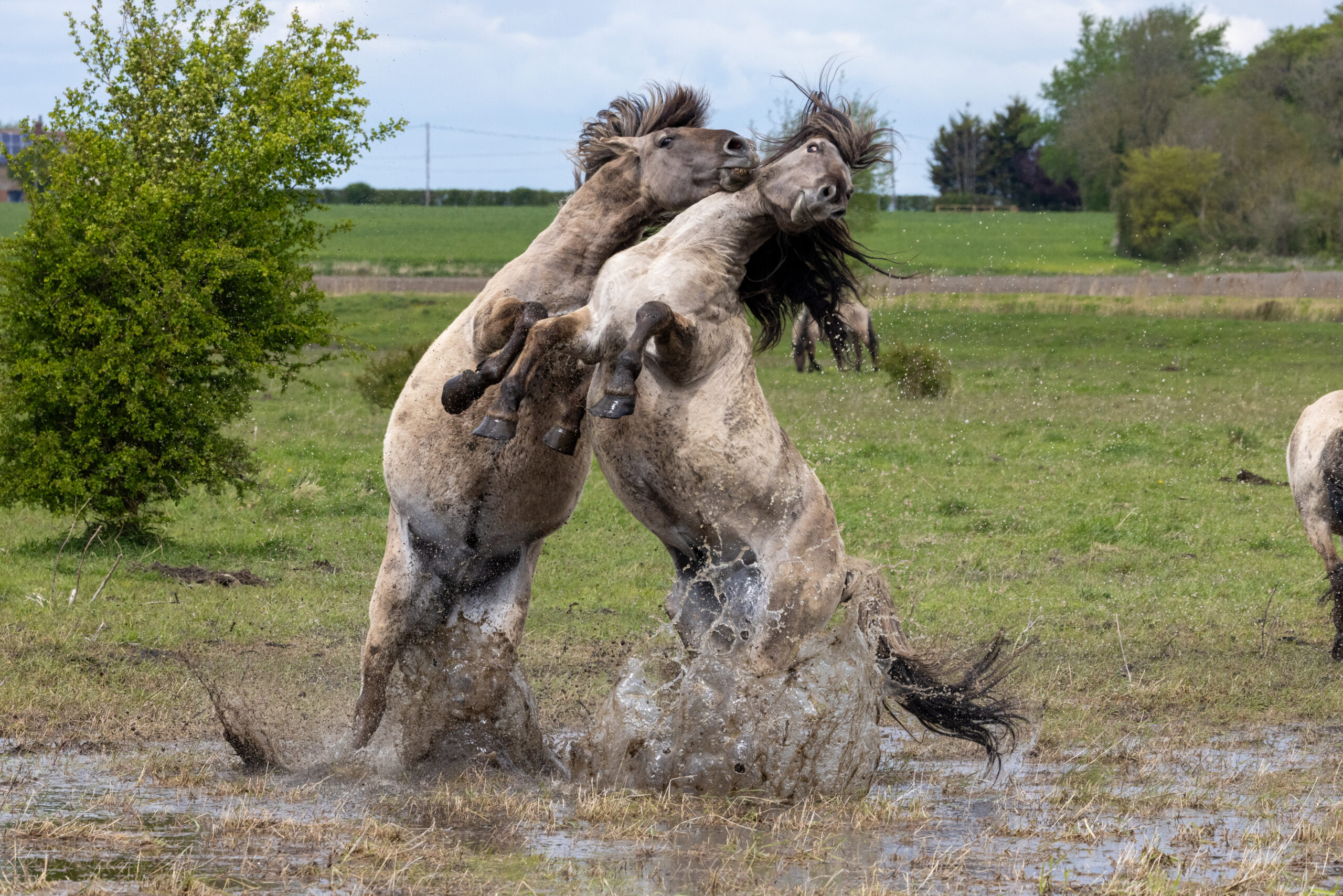 Konik ponies at Wicken Fen. PHOTO: Bav Media