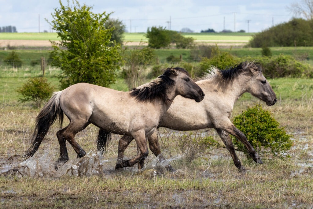 Konik ponies at Wicken Fen. PHOTO: Bav Media