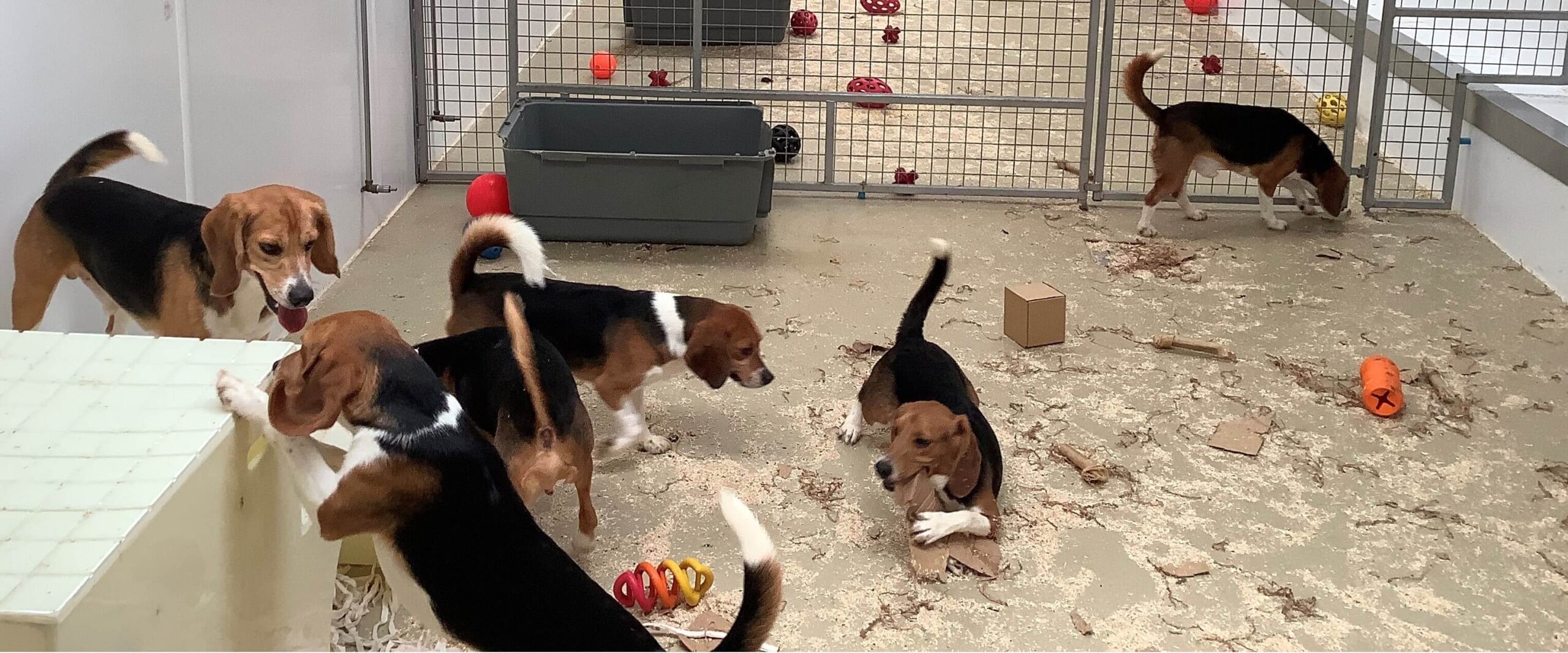 Dogs in a playroom at MBR Acres, Wyton, Cambridgeshire. Understanding Animal Research says because dogs are primarily used to test new medicines for safety and efficacy, they are used mostly by pharmaceutical companies and contract research organisations, which do specialised animal research on behalf of other organisations. PHOTO: Understanding Animal Research