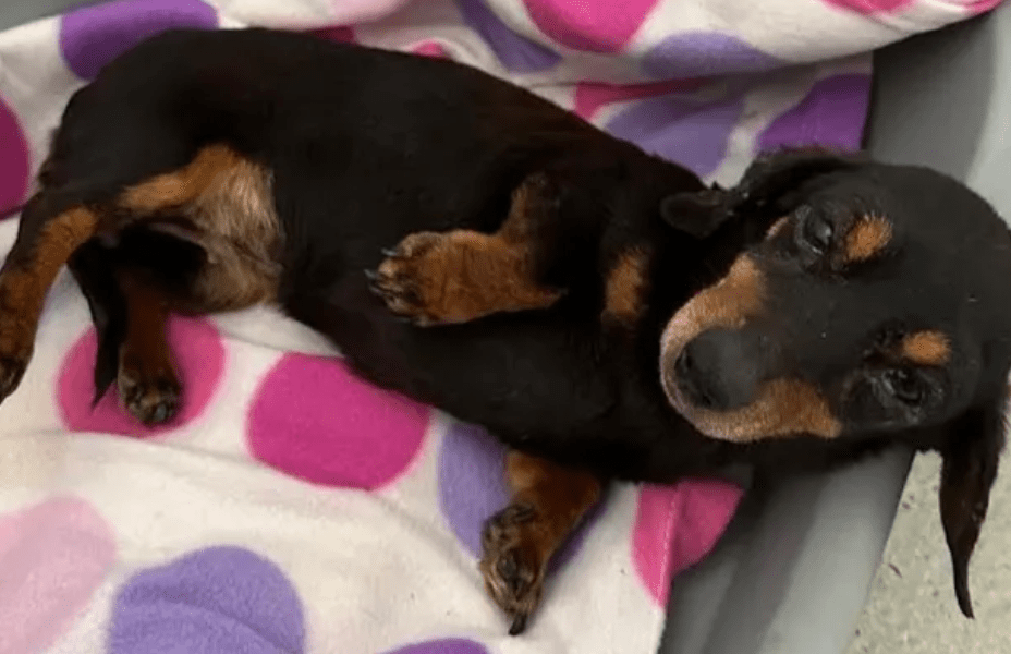 One of the dogs taken in by Ravenswood recently. 'Her face was swollen and her eye sore due to terrible teeth, she was in agony. She had 10 teeth removed'