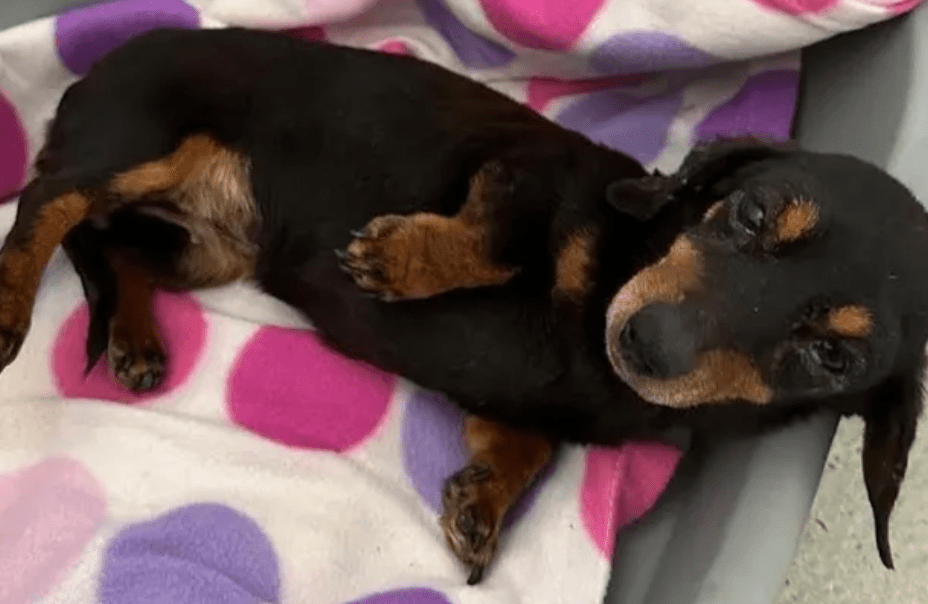 One of the dogs taken in by Ravenswood recently. 'Her face was swollen and her eye sore due to terrible teeth, she was in agony. She had 10 teeth removed'