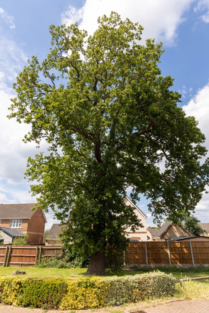 Residents and even the town council want Fenland District Council to refuse its own application to fell a 50- to 60-year-old protected oak tree off Bridle Close, Chatteris. PHOTO: Terry Harris 