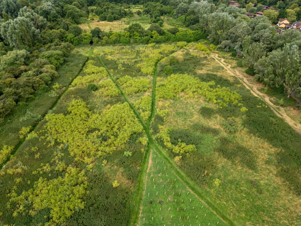 Peterborough City Council told CambsNews: ‘Following the recent identification of poisonous hemlock plants on land at Thorpe Meadows, we have worked to restrict access to this area.’ PHOTO: Terry Harris for CambsNews