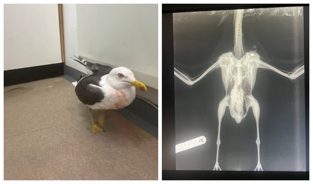 Wounded gull being cared for by RSPCA at East Winch Wildlife Hospital near King’s Lynn (right) with X-ray of injuries. Image: RSPCA