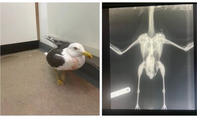 Wounded gull being cared for by RSPCA at East Winch Wildlife Hospital near King’s Lynn (right) with X-ray of injuries. Image: RSPCA