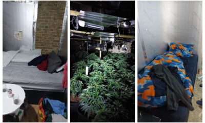 Picture of the cannabis seized in Warboys and living conditions for those growing the estimated £360,000 worth of plants.