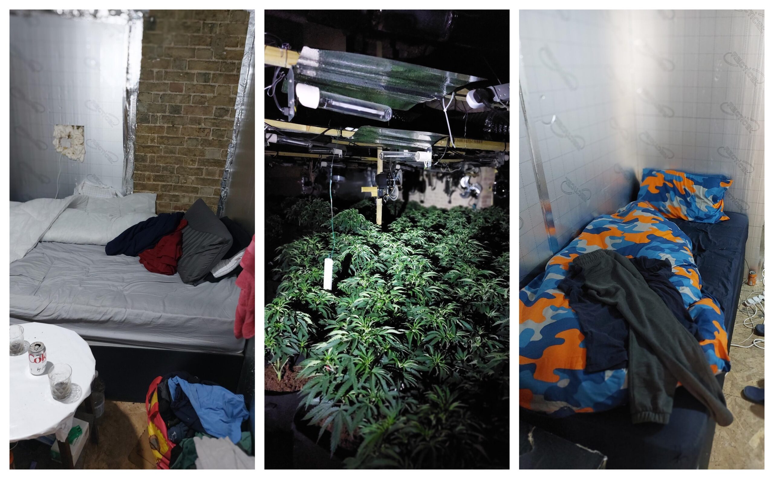 Picture of the cannabis seized in Warboys and living conditions for those growing the estimated £360,000 worth of plants.